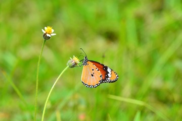 Monarch Butterfly