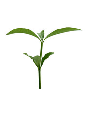 young leaves  on white background