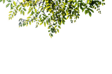 green leaf isolated on white background