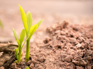 young tree in nature