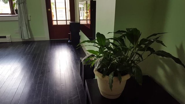 plant in a living room