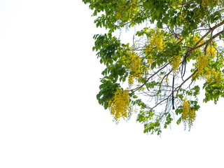 green leaf isolated on white background 