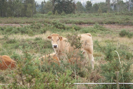 Vaca ternera joven beige y vacas marrones rubias gallegas en monte verde y bosque en d&iacute;a nublado. Ganado vacuno de raza aut&oacute;ctona de aldea de Melide, Galicia, Espa&ntilde;a. Ganader&iacute;a extensiva sostenible.