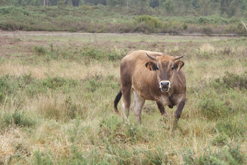 Vaca vianesa gallega marrón gris mirando a cámara en prado o monte verde con copyspace para texto. Ganado vacuno de raza autóctona de aldea de Melide, Galicia, España. Ganadería extensiva sostenible.