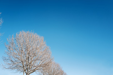 Bare trees in winter against blue sky, Australia