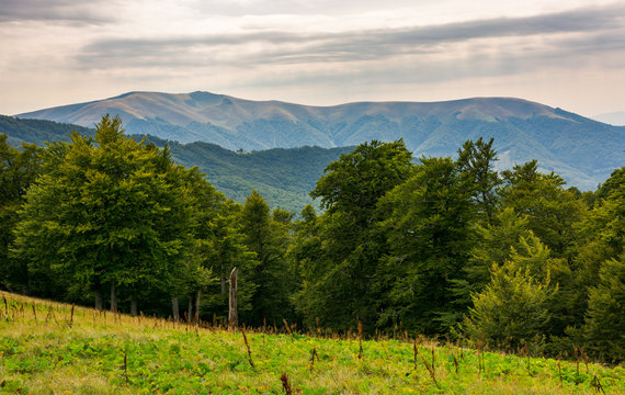 beech forest on the alpine meadow. forested hills and distant mountain in haze. overcast summer weather in afternoon