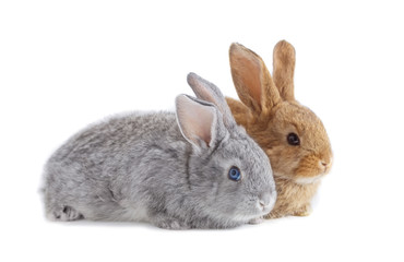 two rabbits isolated on white background