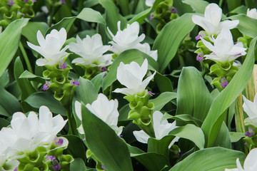 Siam Tulip white flower
