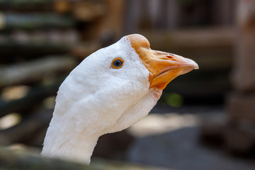 Portrait of white domestic goose bird on farm