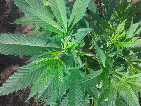 Northern light cannabis indica