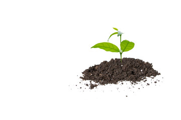 growing plant on white background