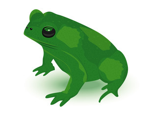 green frog vector design