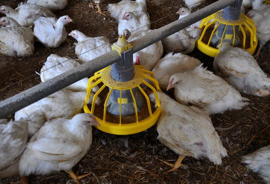 Broiler chickens near feeders_6
