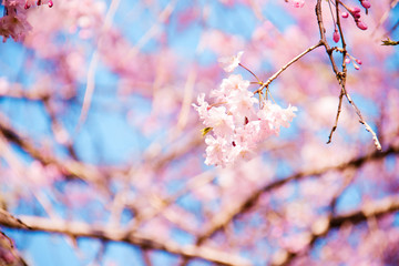 青空に映える桜のピンク