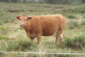 Vaca rubia gallega marrón claro en prado, pasto o monte verde mirando a cámara. Ganado vacuno de raza autóctona de aldea de Melide, Galicia, España. Ganadería extensiva sostenible.	