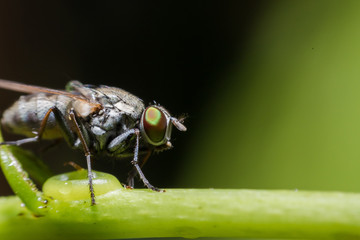 Close up of Housefly on a leaf 