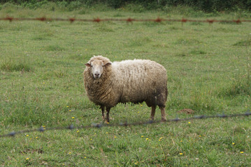 Naklejka premium Carnero, macho de oveja gallega, raza ovella galega blanca con lana espesa en prado verde. Ganado ovino autóctono de aldea de Melide, Galicia, La Coruña, España. Ganadería extensiva sostenible.