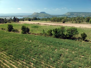 Top view of the plant field with trees and mountain behind