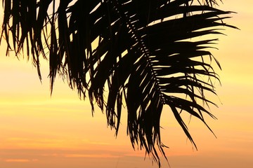 Sunrise and silhouette of the branches of the tree