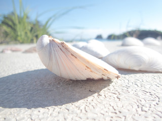 真夏の貝がら