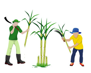 agriculturist harvest sugarcane vector design