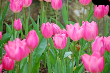 Fototapeta premium Colorful Tulips flowers blooming in Spring at a valley in Taoyuan, Taiwan