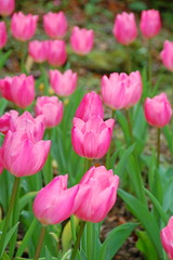 Colorful Tulips flowers blooming in Spring at a valley in Taoyuan, Taiwan