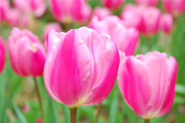 Obraz premium Colorful Tulips flowers blooming in Spring at a valley in Taoyuan, Taiwan