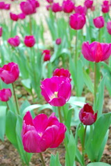 Colorful Tulips flowers blooming in Spring at a valley in Taoyuan, Taiwan