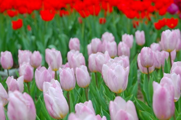 Colorful Tulips flowers blooming in Spring at a valley in Taoyuan, Taiwan