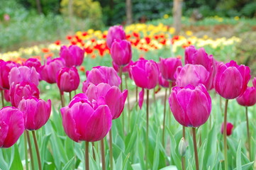 Obraz premium Colorful Tulips flowers blooming in Spring at a valley in Taoyuan, Taiwan