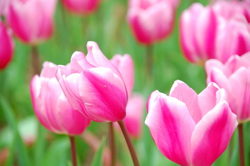 Obraz premium Colorful Tulips flowers blooming in Spring at a valley in Taoyuan, Taiwan