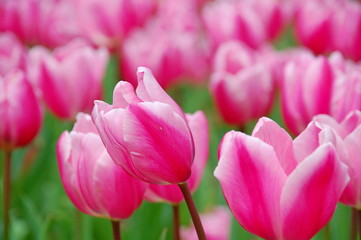Fototapeta premium Colorful Tulips flowers blooming in Spring at a valley in Taoyuan, Taiwan