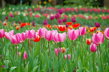 Fototapeta premium Colorful Tulips flowers blooming in Spring at a valley in Taoyuan, Taiwan