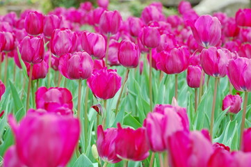 Colorful Tulips flowers blooming in Spring at a valley in Taoyuan, Taiwan