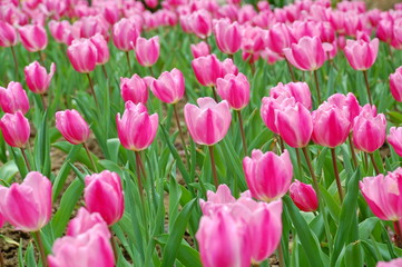 Colorful Tulips flowers blooming in Spring at a valley in Taoyuan, Taiwan