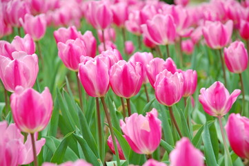 Colorful Tulips flowers blooming in Spring at a valley in Taoyuan, Taiwan