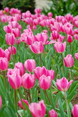 Fototapeta premium Colorful Tulips flowers blooming in Spring at a valley in Taoyuan, Taiwan