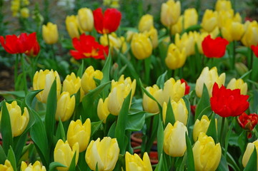 Colorful Tulips flowers blooming in Spring at a valley in Taoyuan, Taiwan