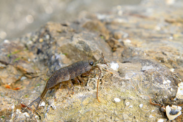 porcellio