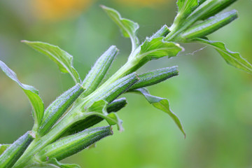 evening primrose flowers