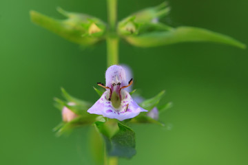 Water Sue flowers in the wild