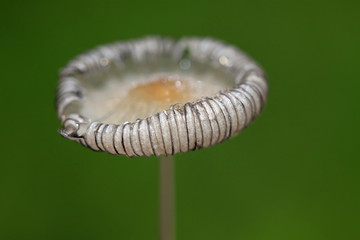 fungi