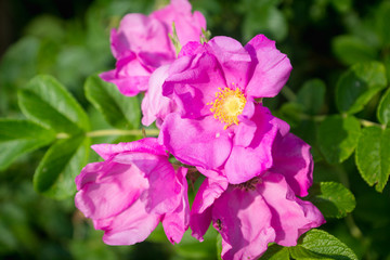 Naklejka premium Blooming dog rose in the garden. Selective focus.