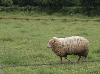 Obraz premium Carnero, macho de oveja gallega, raza ovella galega blanca con lana espesa caminando en prado verde. Ganado ovino autóctono de aldea de Melide, Galicia, España. Ganadería extensiva sostenible. 