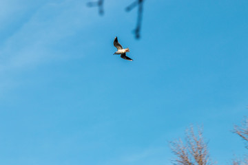 Bird in fly