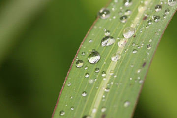 drops of water on green leaves