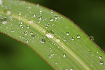 drops of water on green leaves