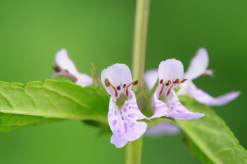 Water Sue flowers in the wild