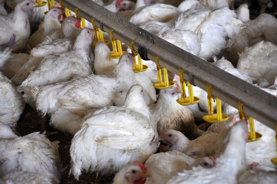 Chicken broilers near the drink_12